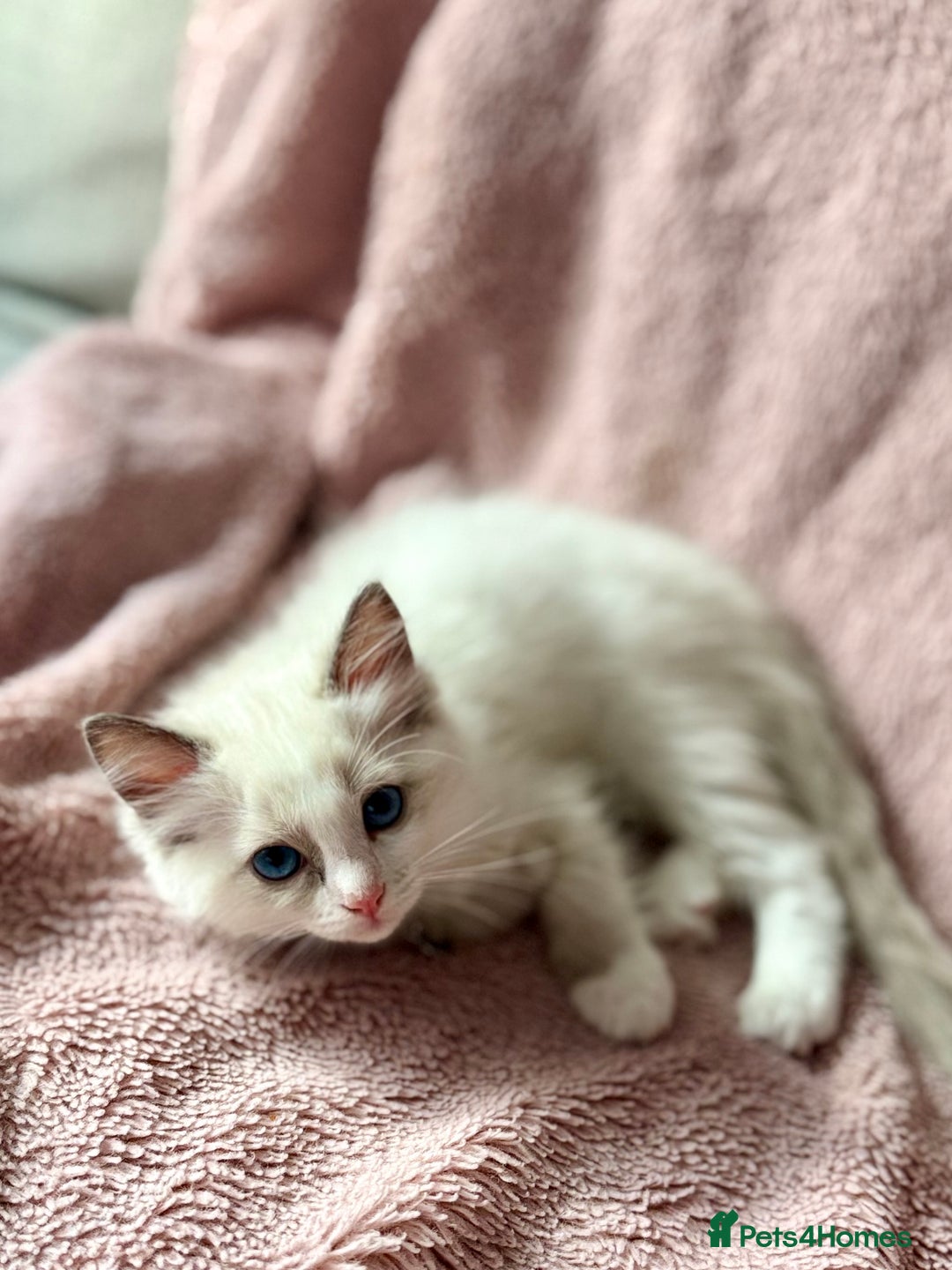 Ragdoll cats for sale: Beautiful Ragdoll cats  - Image 6