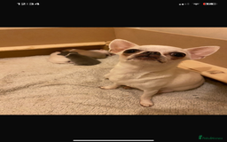 Chihuahua dogs for sale: ❤️Health tested tiny Chihuahua puppies❤️ - Image 17