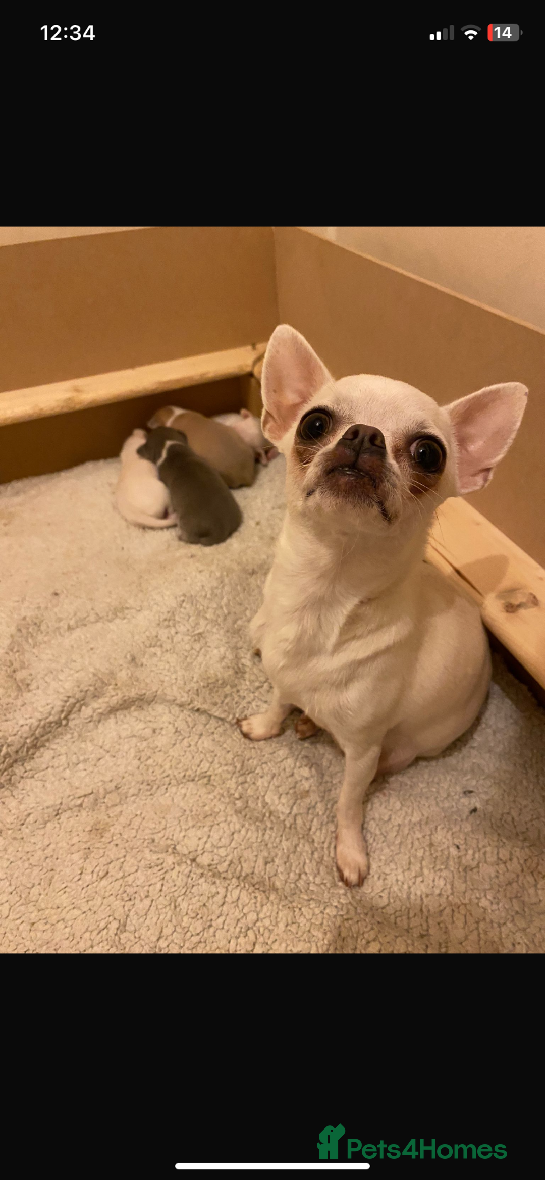 Chihuahua dogs for sale: ❤️Health tested tiny Chihuahua puppies❤️ - Image 17