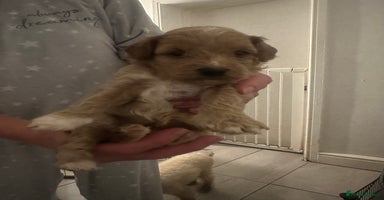 Toy Poodle dogs - Advert 4