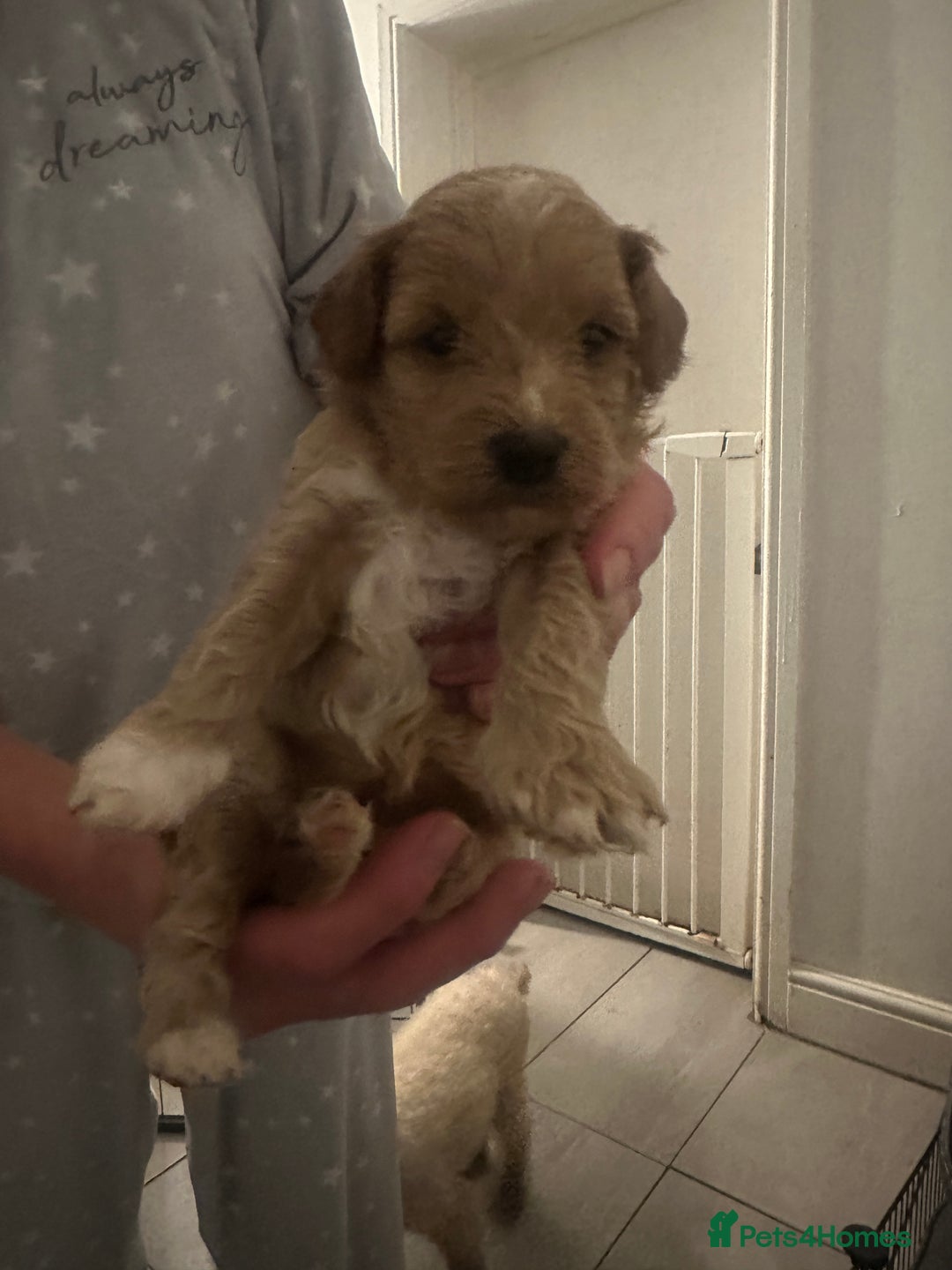 Toy Poodle dogs for sale: Toy poodle puppy for sale  - Image 2