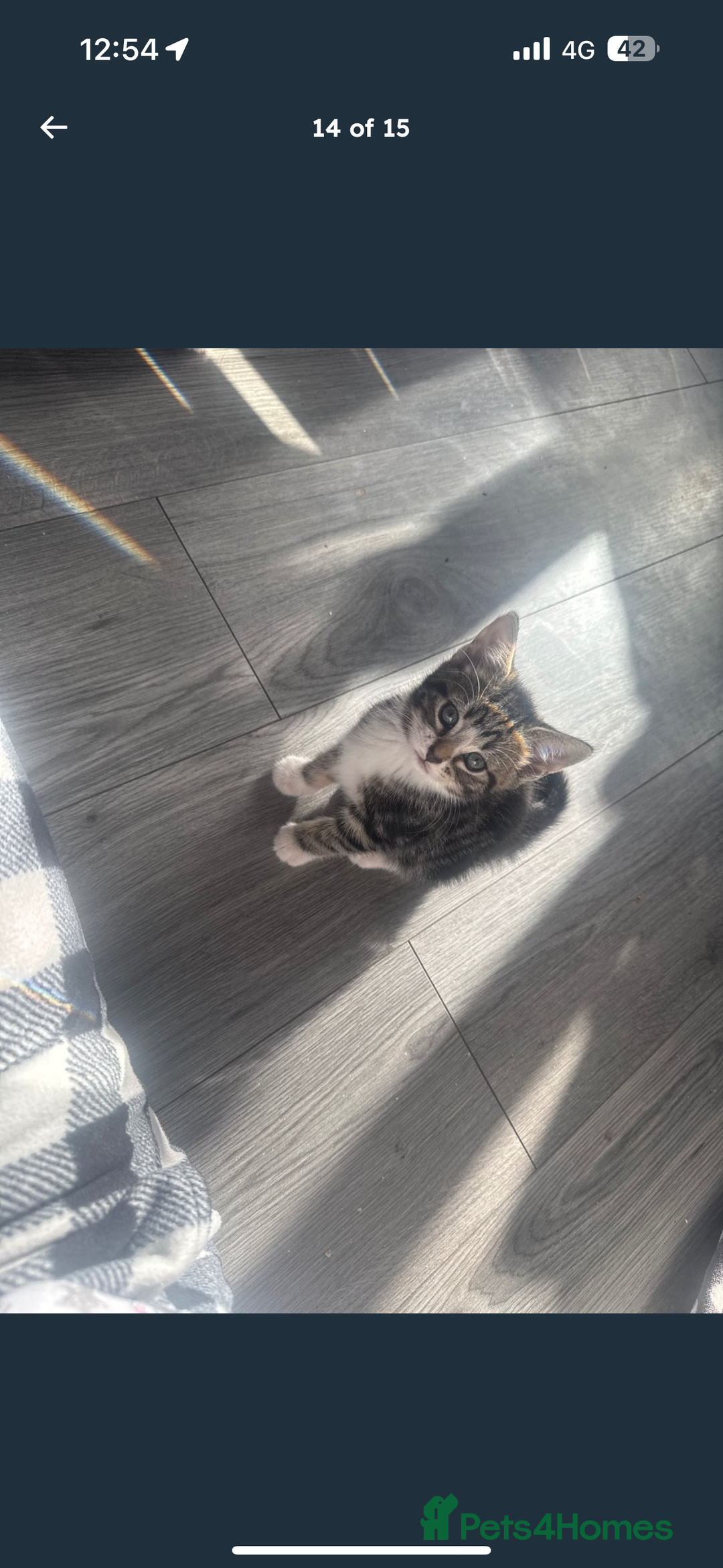 Mixed Breed cats for sale: 3 beautiful kitty’s 🥹 - Image 5