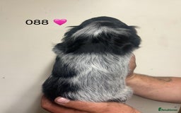 Cocker Spaniel dogs for sale: Blue Roan and Blue Roan & Tan - Image 18