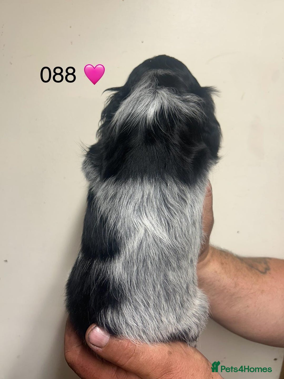 Cocker Spaniel dogs for sale: Blue Roan and Blue Roan & Tan - Image 18