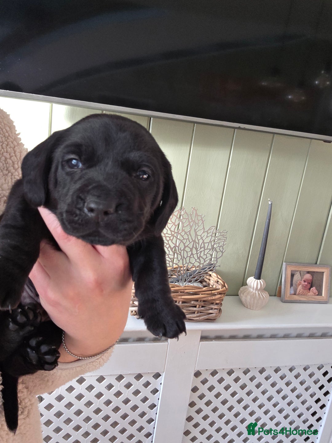 Mixed Breed dogs for sale: Dashador puppies  - Advert 5