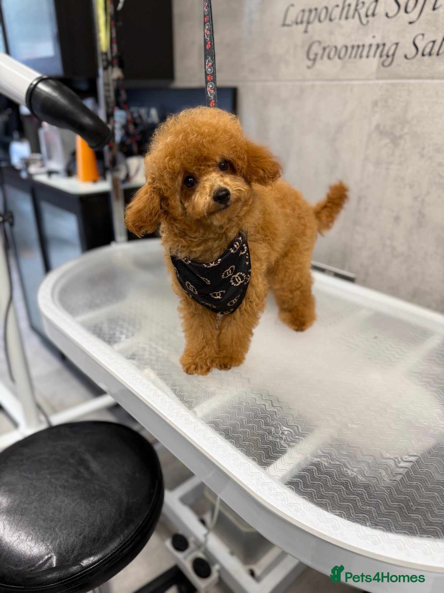 Toy Poodle dogs Asian type toy poodle  - Advert 8