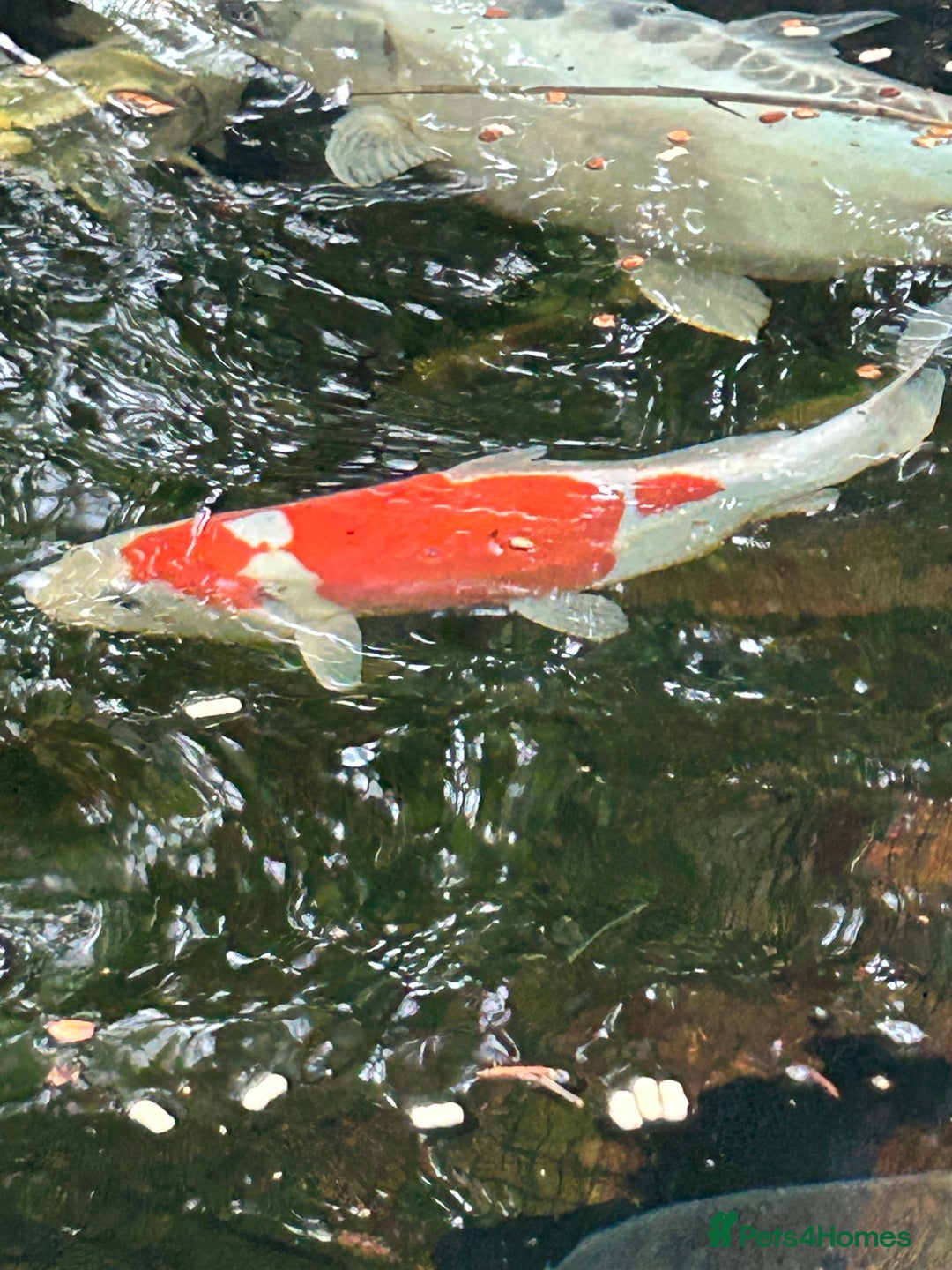 Koi Carp fish for sale: koi fish and various other fish - Image 10