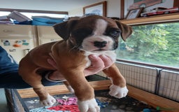 Boxer dogs for sale: Stunning kc registered boxer pups - Image 4