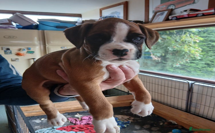 Boxer dogs - Advert 4