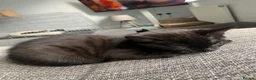Mixed Breed cats for sale: Beautiful Boy - patiently waiting for forever home - Advert 7
