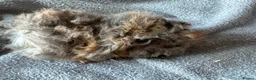 Guinea Pig rodents for sale: Baby Funky Guinea Pigs  in Lincoln - Advert 8