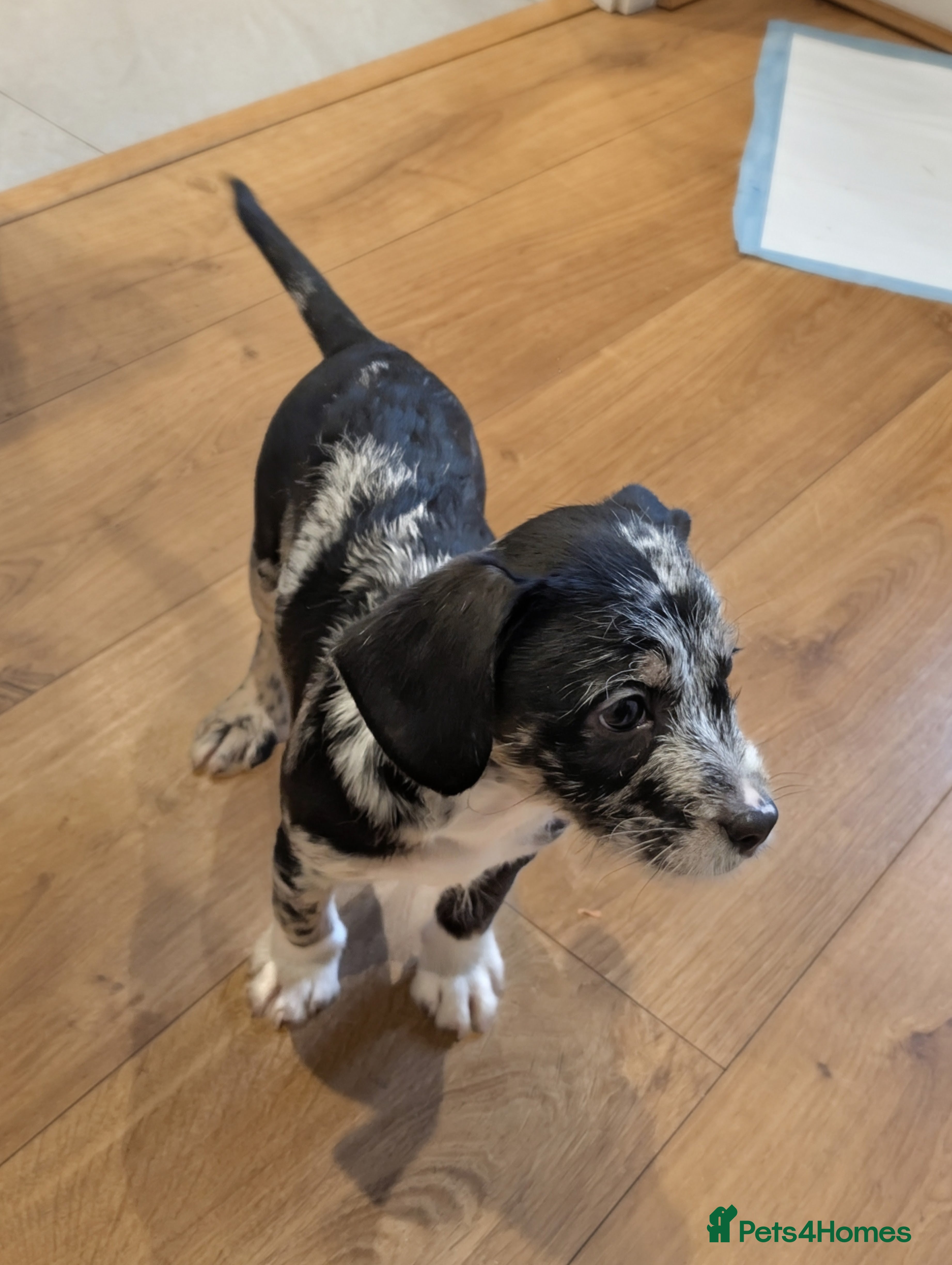 Mixed Breed dogs Frenchi /Mini Poodle Puppies ❤️ 3 Left!! - Advert 4