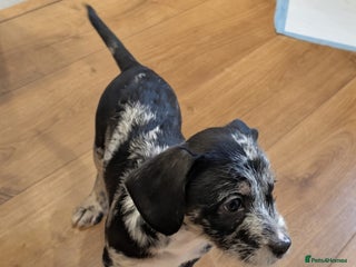 Mixed Breed dogs Frenchi /Mini Poodle Puppies ❤️ 3 Left!! - Advert 6