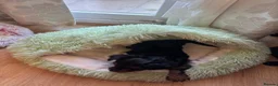 Yorkshire Terrier dogs for sale: Girl Yorkshire Terrier - Advert 5