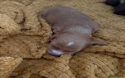 Dachshund dogs for sale: Stunning Chocolate & Cream puppies  - Image 17