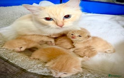 Ragcoon cats for sale: Ragdol Maincoon Cross vert rare fawn colour - Image 4