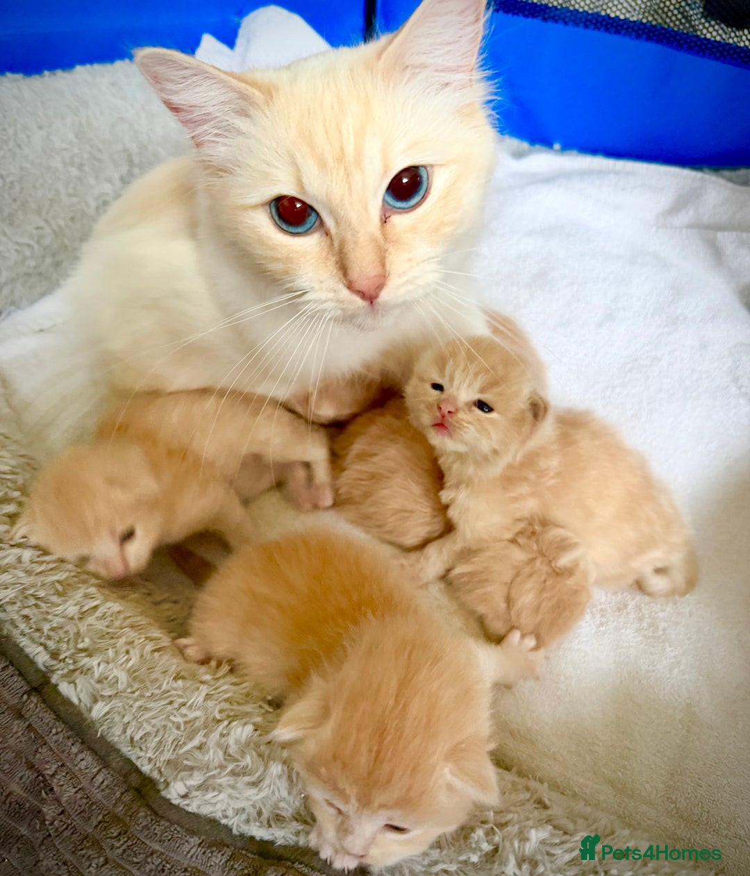 Ragcoon cats for sale: Ragdol Maincoon Cross vert rare fawn colour - Image 4