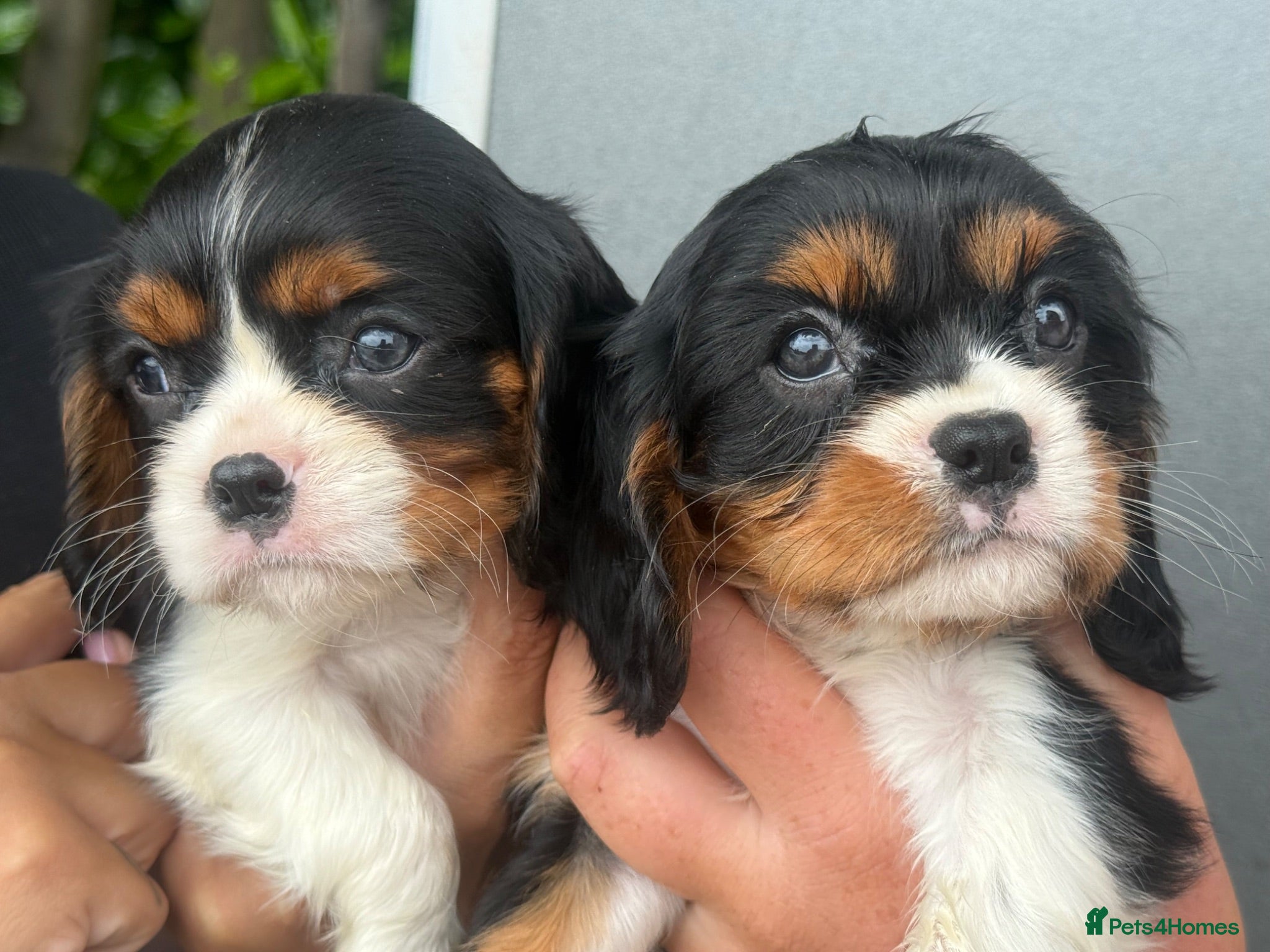 Cavalier King Charles Spaniel dogs Beautiful cavalier King Charles puppies 🩷💙 - Advert 2