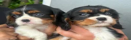 Cavalier King Charles Spaniel dogs for sale: Beautiful cavalier King Charles puppies 🩷💙 - Advert 2