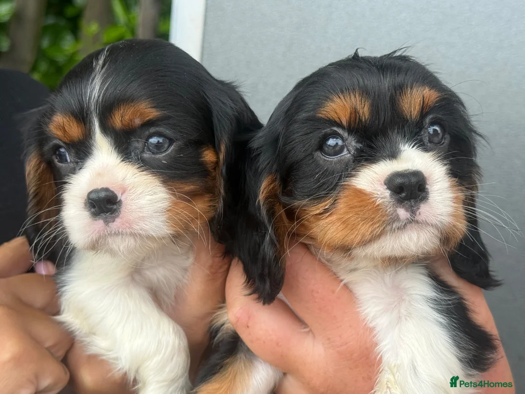Cavalier King Charles Spaniel dogs for sale: Beautiful cavalier King Charles puppies 🩷💙 - Advert 2