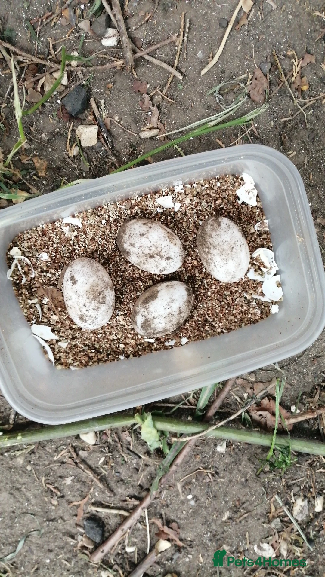 Hermann Tortoise reptiles for sale: Hermann Tortoises  - Advert 3