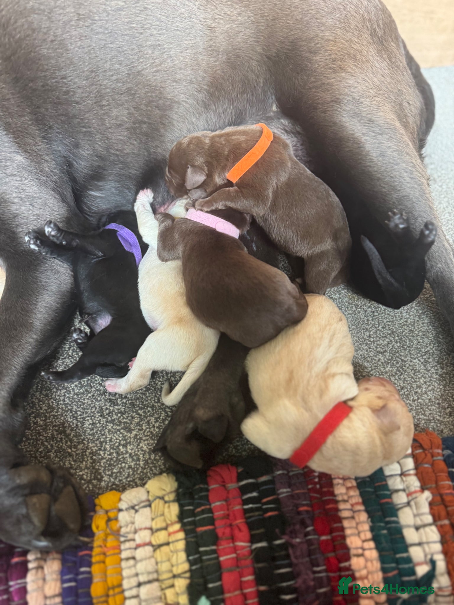 Labrador Retriever dogs Arrived and ready 11 July: Excellent Labradors - Advert 2