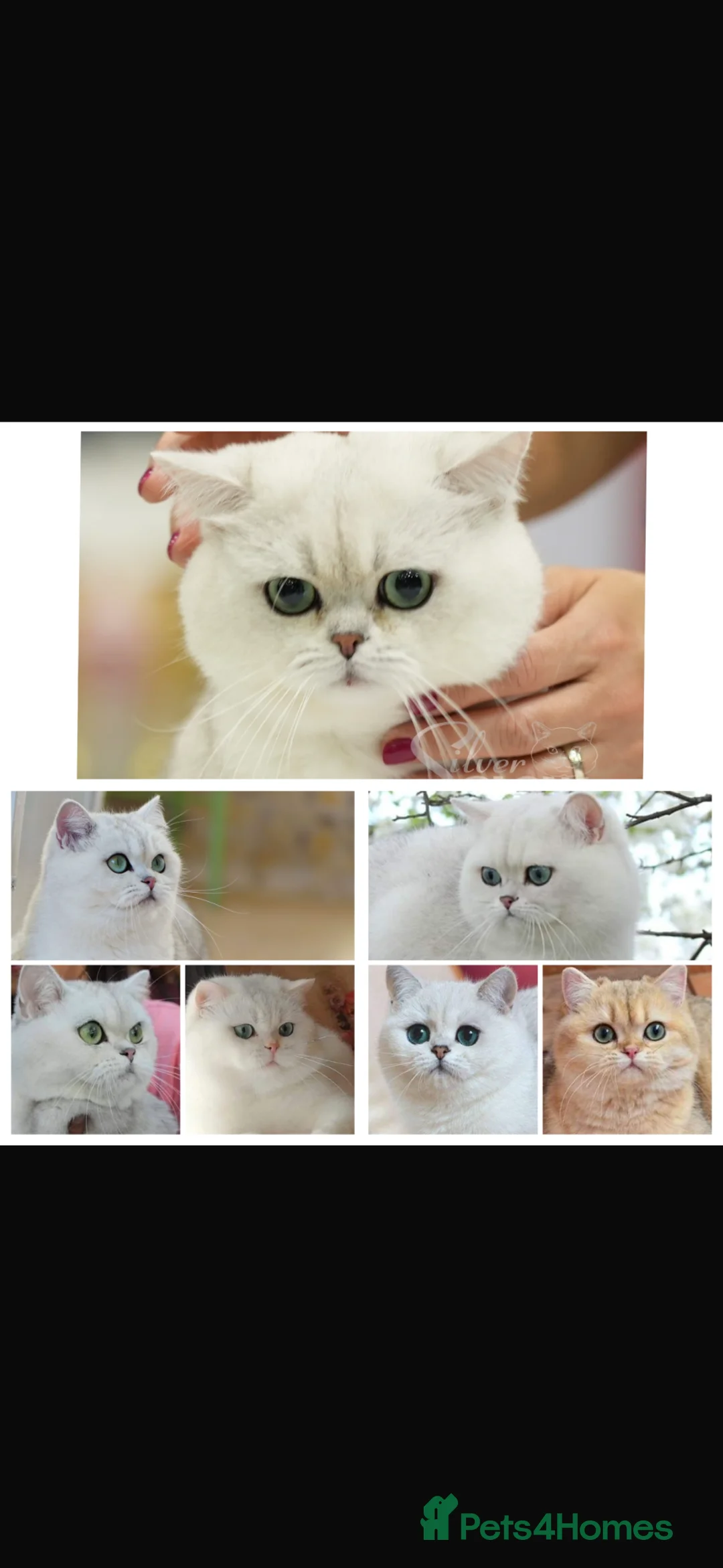 British Shorthair cats for stud: Golden tipped British shorthair  - Advert 14