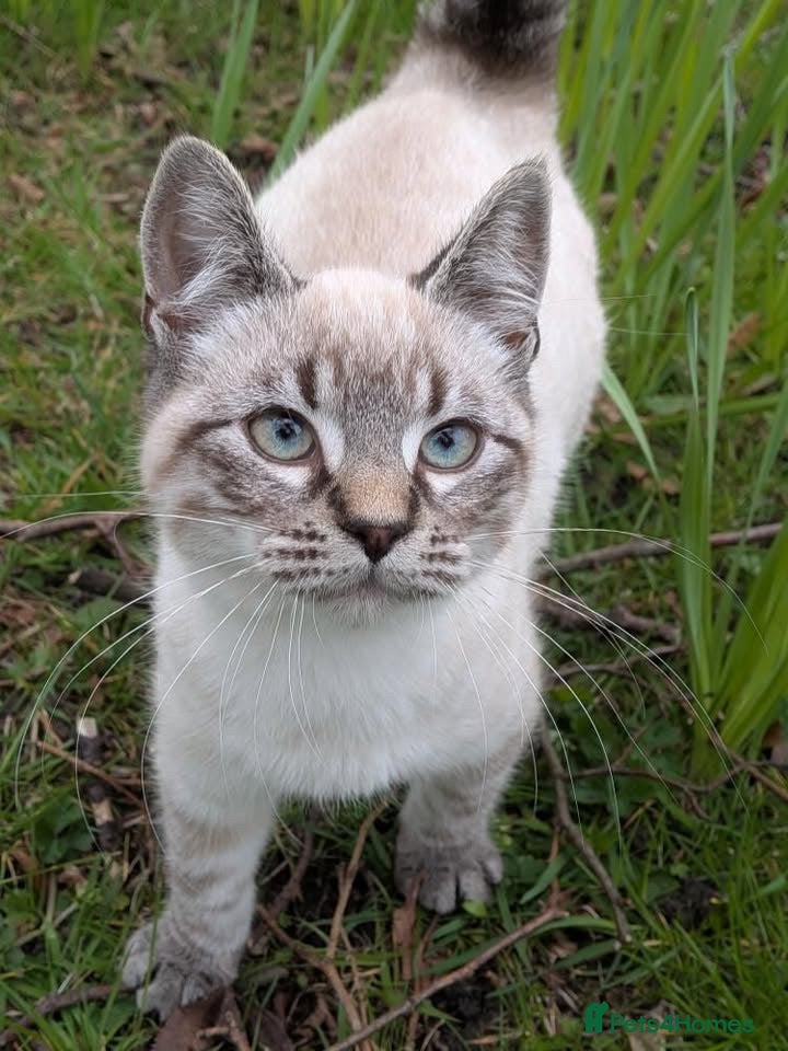 Siamese cats STUNNING SIAMESE LYNX POINT BOY AVAILABLE  - Advert 1