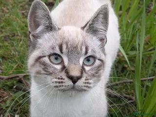 Siamese cats STUNNING SIAMESE LYNX POINT BOY AVAILABLE - Advert 1