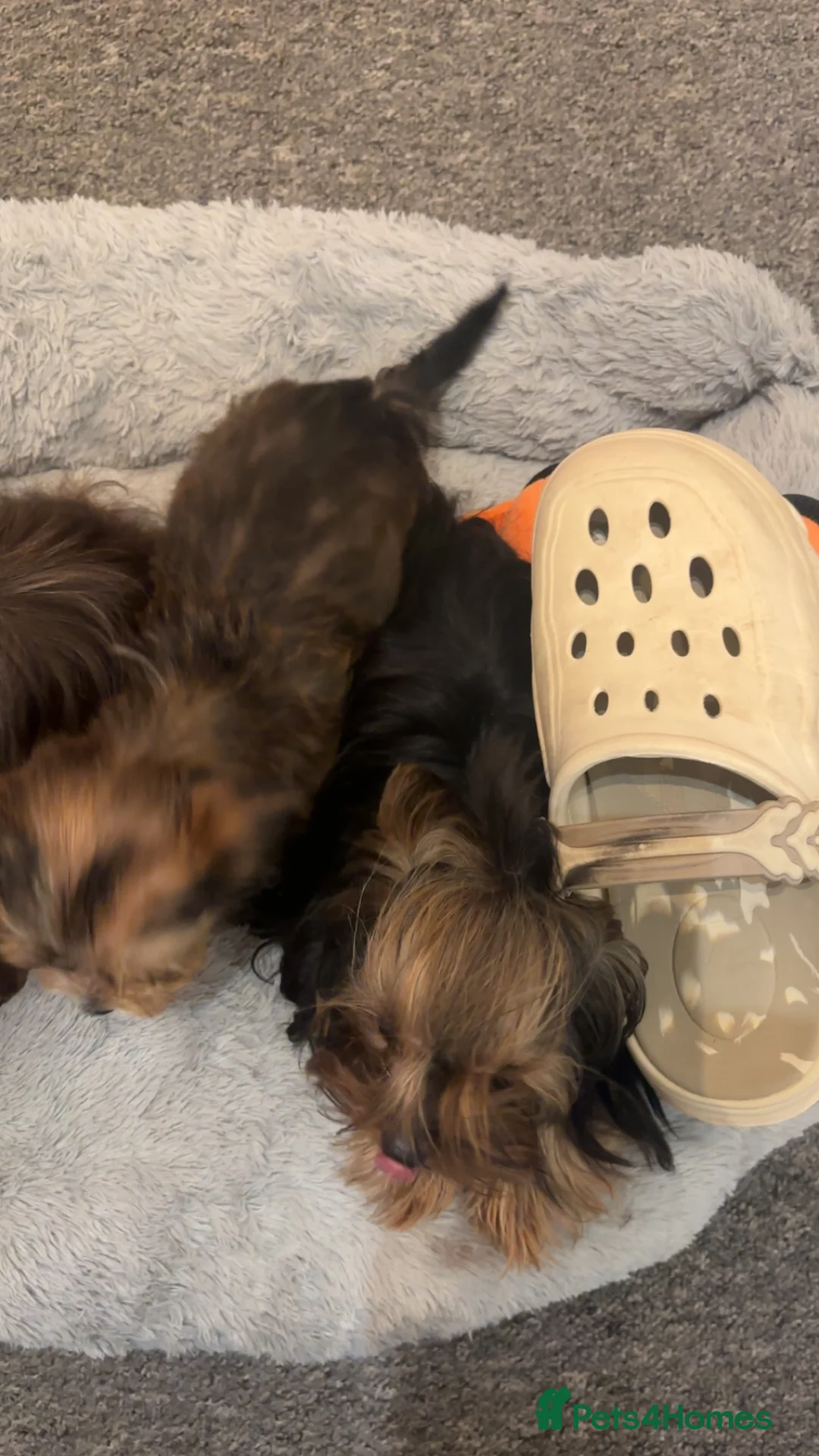 Yorkshire Terrier dogs for sale: Mini Chocolate merle yorkie pup - Advert 6