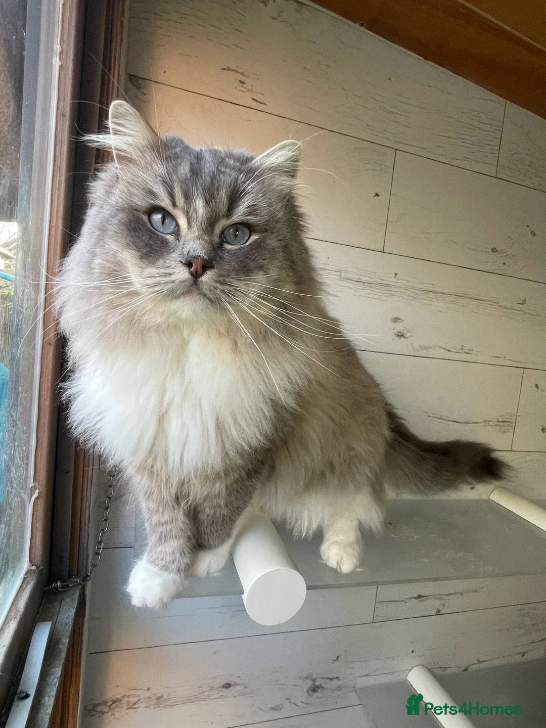 Ragdoll cats for sale: Pedigree Cherubim Blue Mink Ragdoll - Advert 4