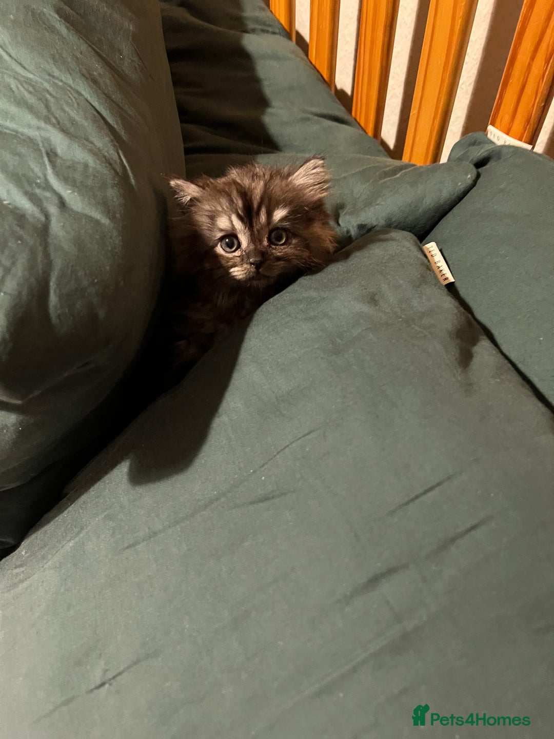 Persian cats for sale: Beautiful Persian Boy - Advert 6