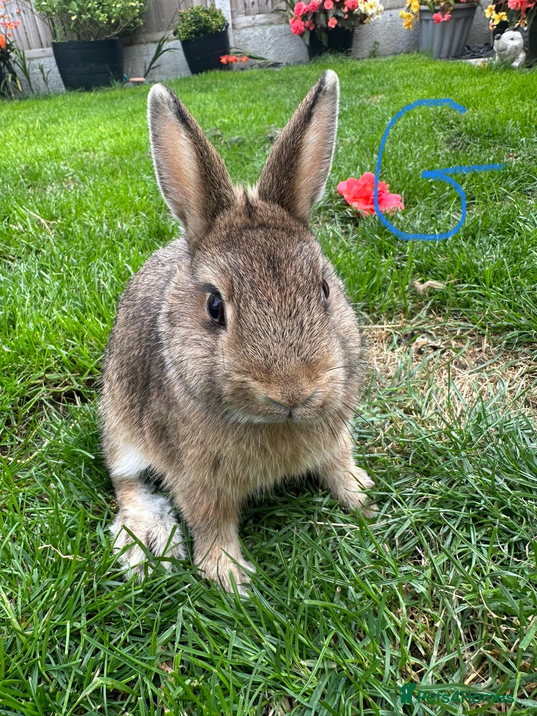 Netherland Dwarf rabbits for sale: Netherland Dwarf Rabbits For Sale  - Image 13