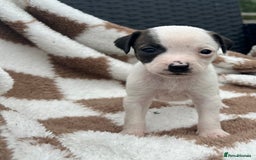 Jack Russell dogs for sale: 5 true to type jack russels  - Image 8