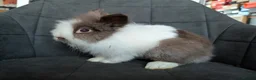 Lionhead rabbits for sale: Fluffy BE Lionhead Rabbits for Sale  - Advert 29