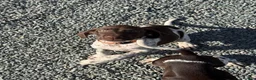 German Shorthaired Pointer dogs for sale: German shorthaired pointers  - Advert 10