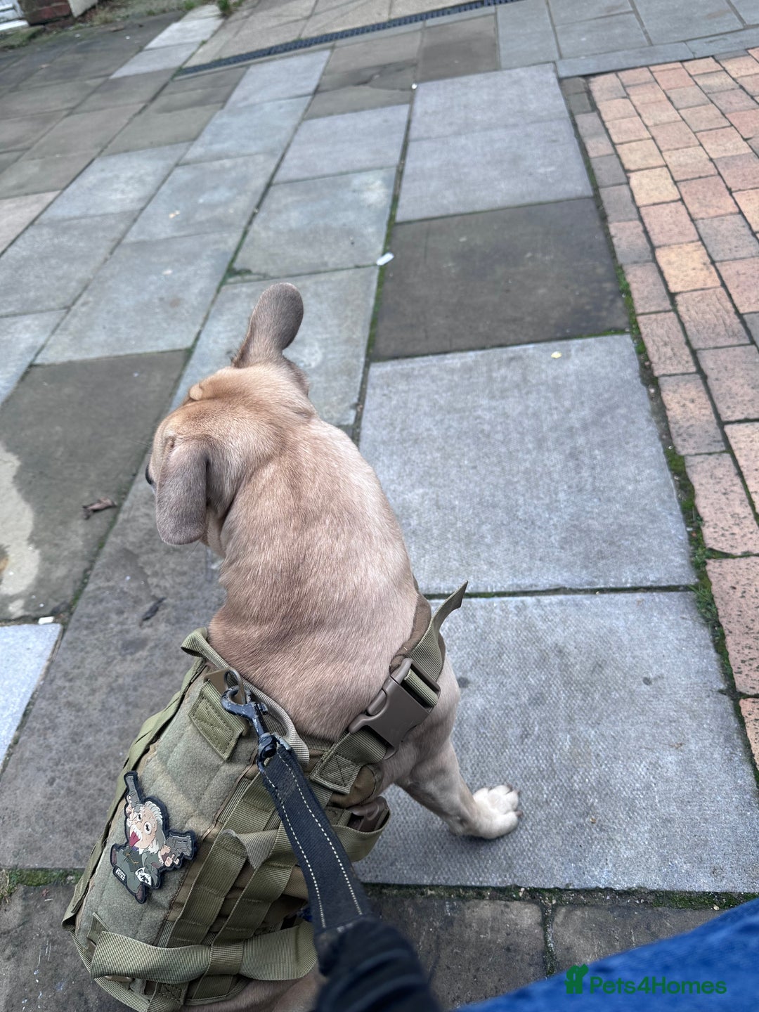 Mixed Breed dogs for sale: Staff x frenchie  - Advert 10