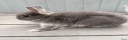 Netherland Dwarf rabbits for sale: STUNNING TAME PUREBRED NETHERLAND DWARFS - Advert 9