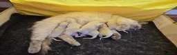 Ragdoll cats for sale: Beautiful Ragdoll Kittens - Advert 13