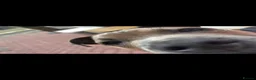 Staffordshire Bull Terrier dogs for sale: Staffordshire Bull Terrier Puppy in Tipton - Advert 3