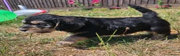 Mixed Breed dogs for sale: Beautiful Poogle pups for sale (beagle x poodle ) - Advert 14