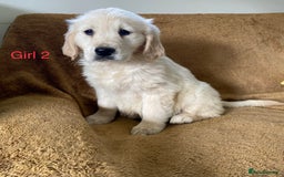 Golden Retriever dogs for sale: KC Registered Golden Retriver Puppies - Image 25
