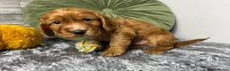 Cocker Spaniel dogs for sale: Cocker Spaniel Puppies - Advert 10