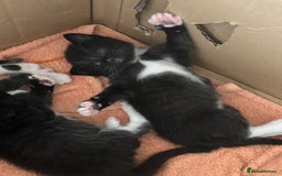 Turkish Angora cats for sale: Turkish Angora Type  - Image 1