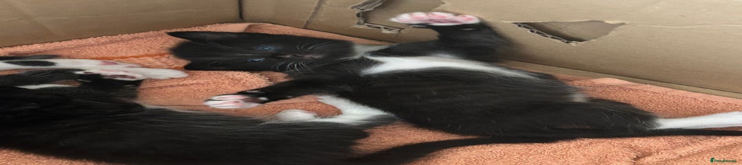 Turkish Angora Kitten 2