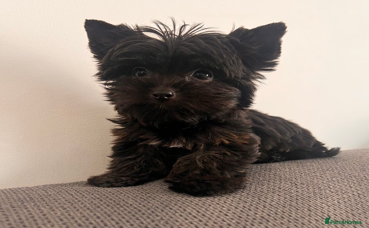 Yorkshire Terrier dogs - Advert 1