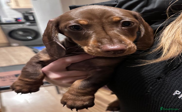 Miniature Dachshund dogs - Advert 6