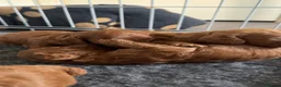 Cockapoo dogs for sale: READY SOON - Gorgeous Cockapoo Puppies in Leominster - Advert 13