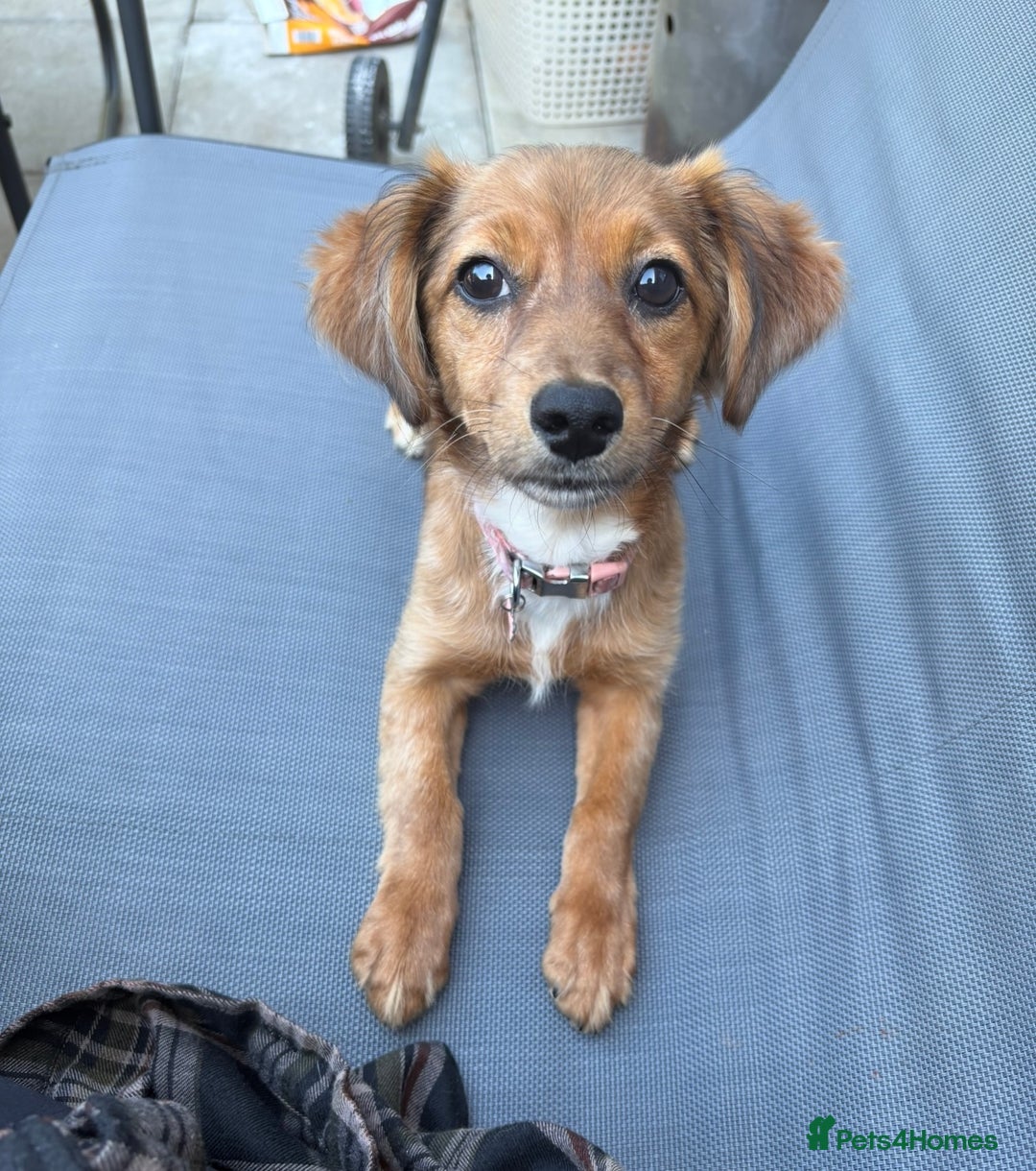 Chiweenie dogs for sale: Mabel - chiweenie. - Image 3