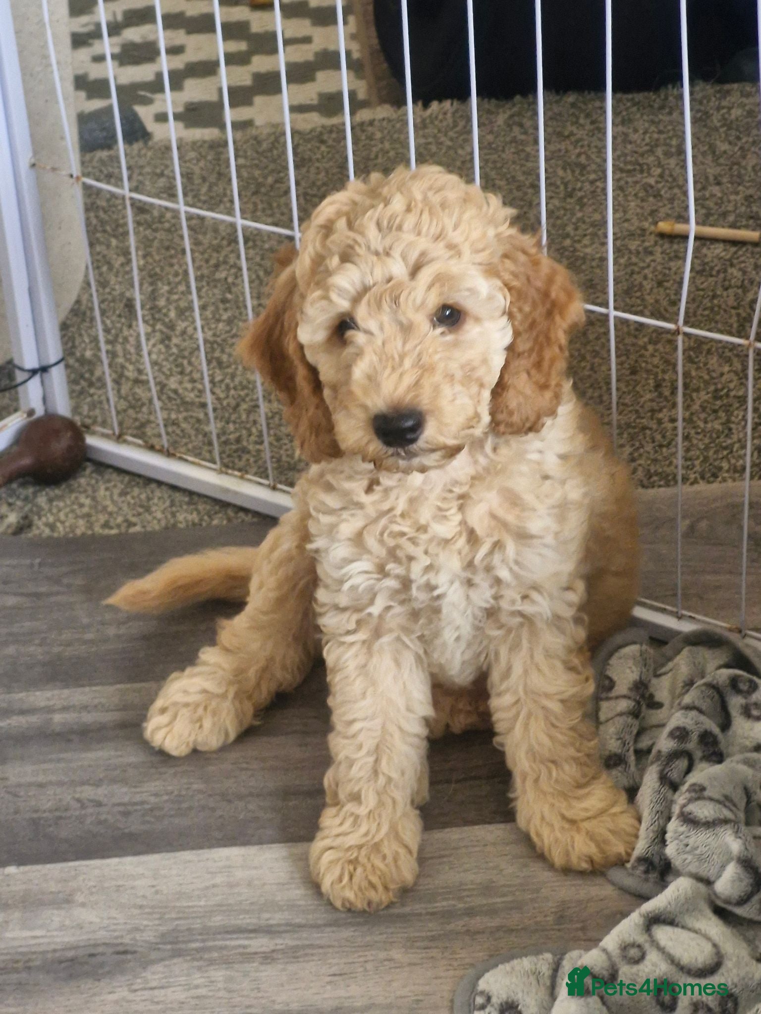 Mixed Breed dogs Adorable Cockapoo x  Labradoodle puppies - Advert 6